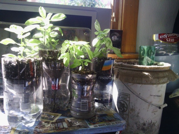 Self-Watering Containers