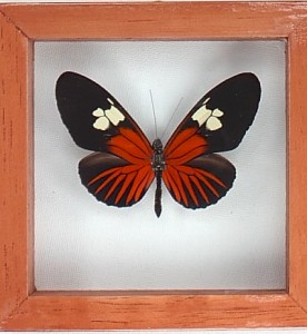Jose Asuncion Butterflies